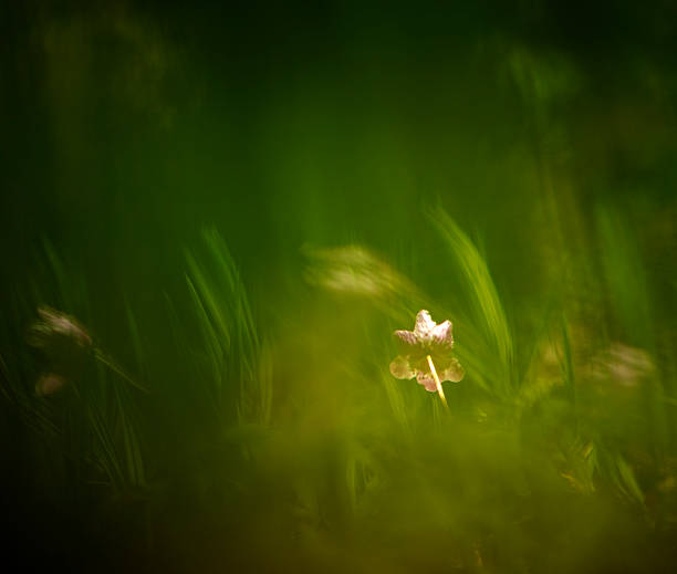 A tiny spring flower through the artistically blurred tones and moods of the greenery of forest plants