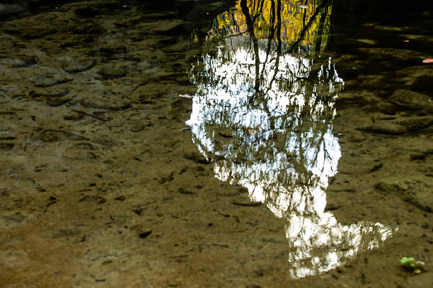 Reflection of trees in a shallow water puddle with pebbles.