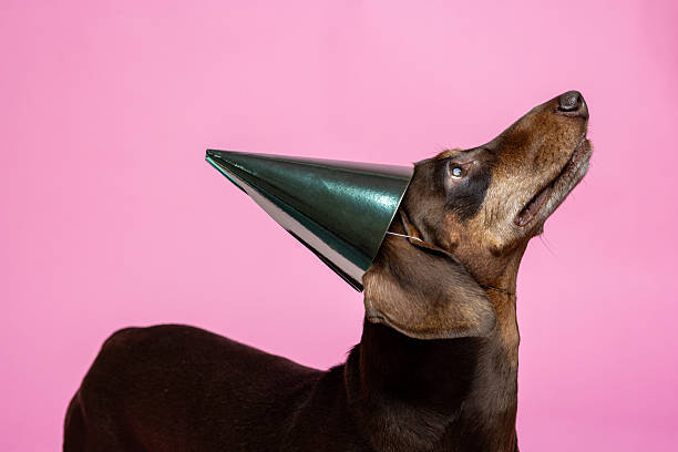 Side view portrait of a dachshund sitting in front of a studio pink background in the North East of England. The dog is wearing a party hat.