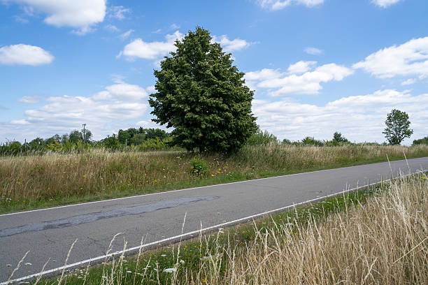 Asphalt road between grass and trees in the countryside