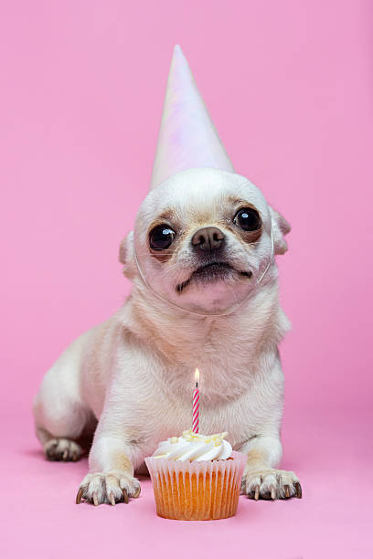 Celebrating a Chihuahua's Birthday