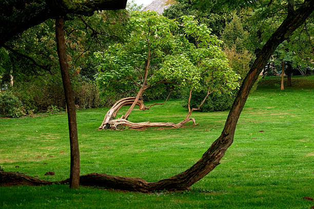 Serene park scene with large tree trunks and sunlit grass, lifestyle
