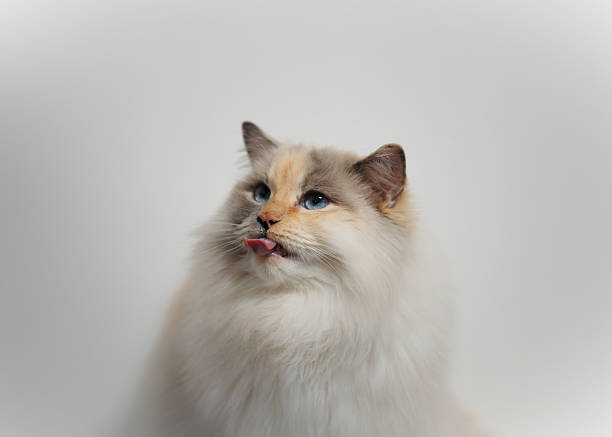 A Ragdoll cat sticks tongue out in a soft, neutral background. The image is well-lit with a calm, serene mood.