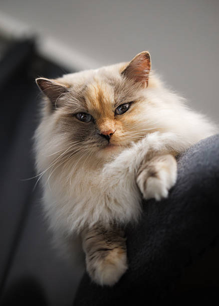 A fluffy Ragdoll cat lounging on a chair, gazing directly at the camera with a calm and serene expression.