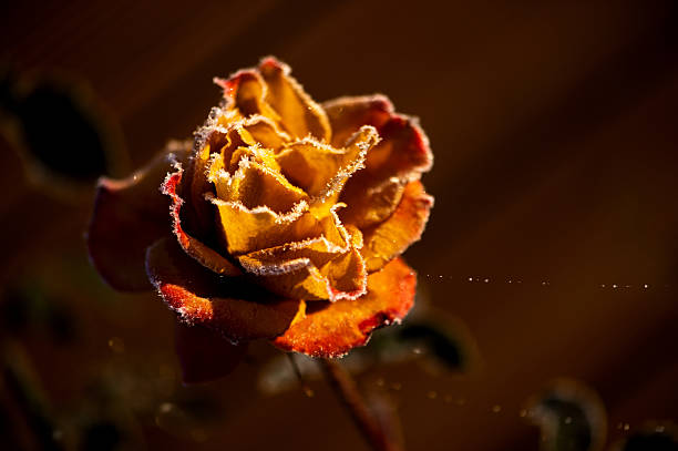 Yellow rose covered with morning frost on dark background
