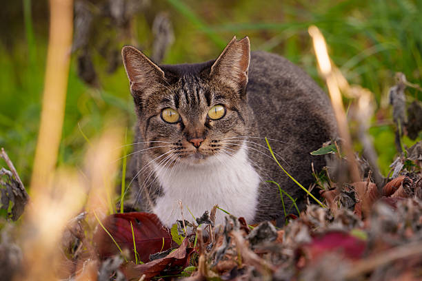 Cat sitting on fallen leaves looking at me