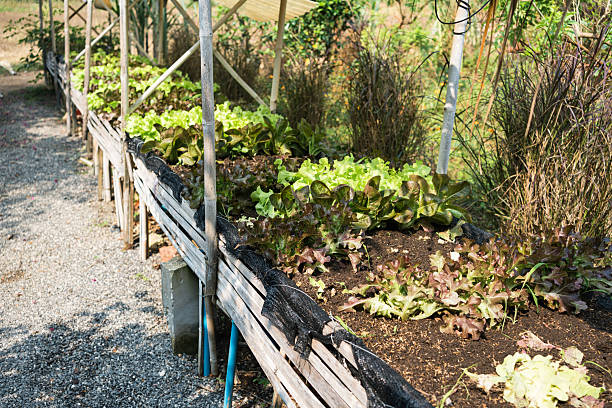 Fresh organic lettuce vegetables cultivated in rustic raised garden bed on sunny day