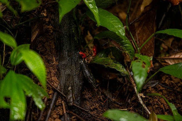 Tiny red poison dart frog partially concealed among tree roots and lush green foliage on the rainforest floor. The striking red coloration contrasts with the dark soil, wet leaves, and tangled root