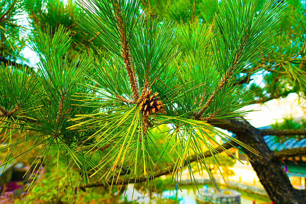 Branch of Pine Tree with needles and Pine Cone. Pine tree branch with cones in autumn. Background with green needles and pinecone. Close-up of pine branches with green pinecone. Soft focus. High quality photo