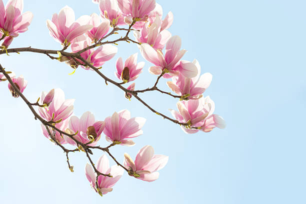 Branches of light pink Magnolia flowers on blue sky background. Selective focus.