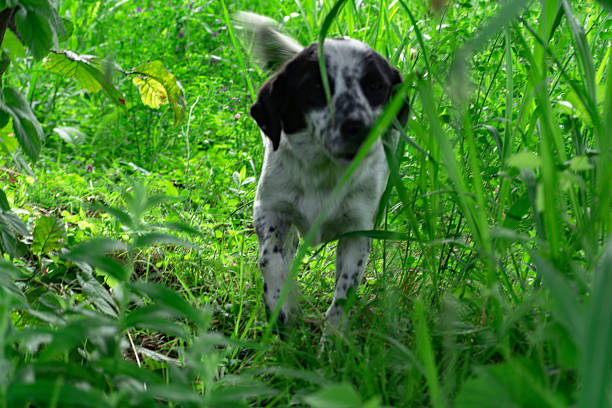 White and Black Colored Dog in grass. Rural Landscape.
