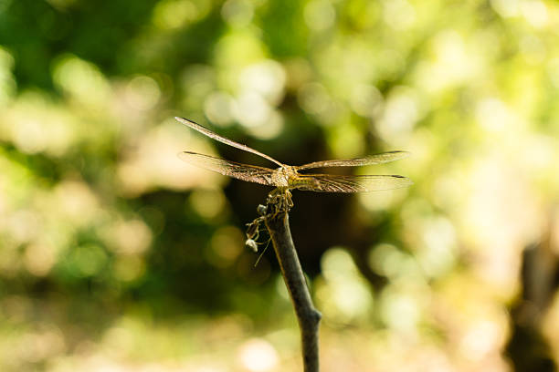 A beautiful macro shot of a dragonfly with transparent, shimmering wings resting on the tip of a dry wooden branch. The background is a soft, golden-green bokeh of sunlit leaves, creating a warm and peaceful atmosphere.