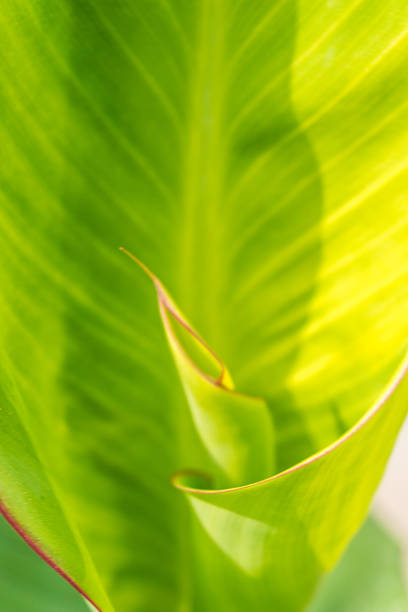 Macro Abstract of a Spiraling Green Leaf with Vibrant Textures and Veins