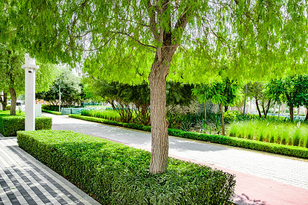 trees and green vegetation in the park