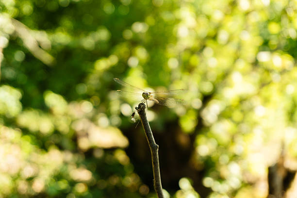 Golden Dragonfly Perched on a Twig in Sun-Drenched Summer Garden