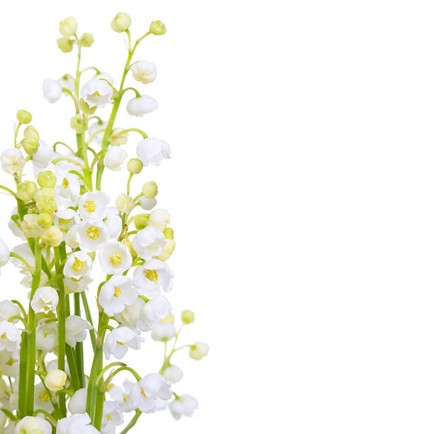 Lilies of the Valley isolated on a white background. Selective focus. Floral border