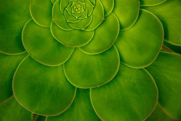 Close-up of a succulent rosette displaying a symmetrical leaf pattern. The vibrant green leaves are broad, smooth, and arranged in a circular formation, typical of Aeonium species. Each leaf has slightly rounded edges, creating a harmonious, layered effect that radiates from the center. The symmetrical arrangement is both aesthetically pleasing and functional, aiding in efficient water storage, common in succulents.