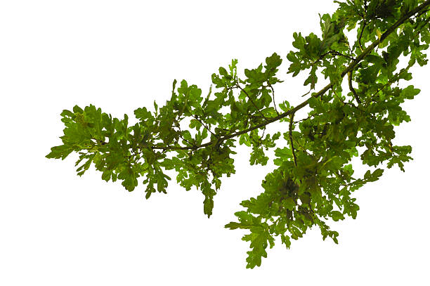 Natural oak branch with fresh green leaves isolated on white background. Real botanical tree branch with detailed leaf structure and organic natural shape. Summer nature element for design and ecological concep
