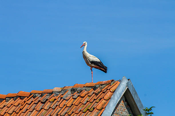 White stork perched on an old orange tiled rooftop under clear blue sky. Urban wildlife, European village, and spring nature scene. Concept of migration and tradition.