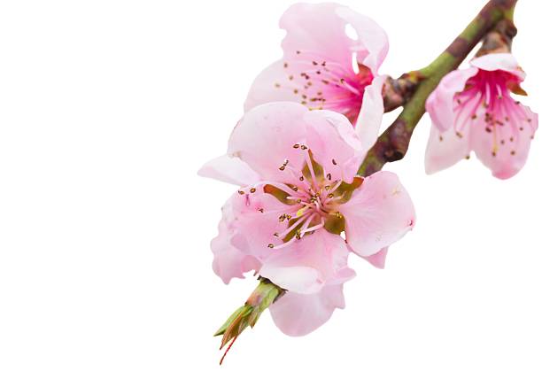 Pink blossom branch on white background, delicate petals captured in soft studio light, isolated spring bloom, botanical detail and subtle texture, minimalist