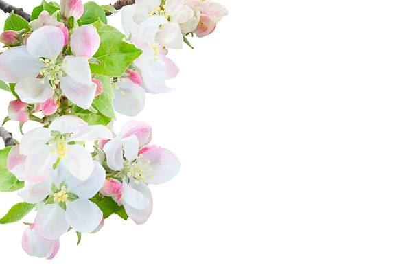 Pink white apple blossom closeup, delicate spring petals and buds on slender branch with soft bright background, fresh botanical texture and serene mood