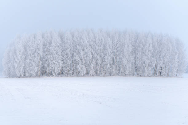 Frost covered birch forest wall in dense winter fog with snow field foreground, minimalist rural background with copy space