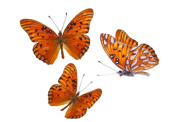 set of butterflies isolated on white background