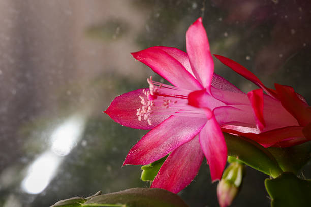 Schlumbergera, the Christmas cactus is a cute succulent plant that blooms in autumn or winter