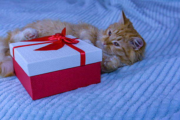 Beautiful funny Kitten with a blue bow tie. Portrait adorable Kitten large eyes. Cat on a blue background with sparkling lights or stars. Christmas card. Cat posing at camera. Merry Christmas. 2023.