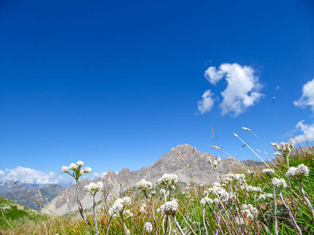 Idyllic alpine landscape with wildflowers at springtime in Vanoise, near Bonneval-sur-Arc – French alps