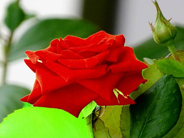 The image is of a red rose in full bloom. Roses are woody perennial flowering plants of the genus Rosa. There are over three hundred species and tens of thousands of cultivars. Red roses are often associated with deep love and beauty. The petals of the flower appear velvety and are surrounded by lush green foliage. The red rose blossom is blooming at the dawn of the day. The bright red roses perfectly express the emotions of romance and abiding love. In addition to beauty and passion, red roses also symbolise courage. The red rose is also a symbol of power. The Rose is the queen of flowers. The rose flowers release heavenly fragrance and send strong feelings of love and joy.