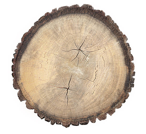 istock Tree trunk cross section showing annual growth rings 2261483659