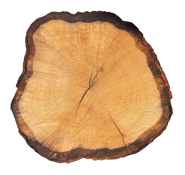 istock Tree stump cross section showing annual growth rings 2261483664