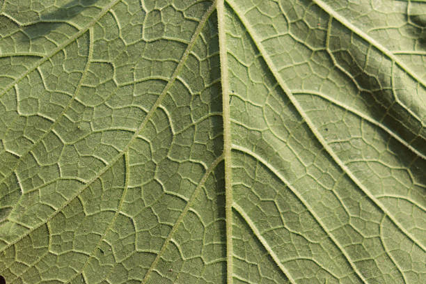 The image shows a closeup view of a green leaf with a prominent texture The leafs surface features a network of lighter green veins and cracks creating a detailed pattern The leaf appears to be slightly wilted with some areas having a more pronounced texture than others The image is a detailed capture of the leafs natural texture and pattern