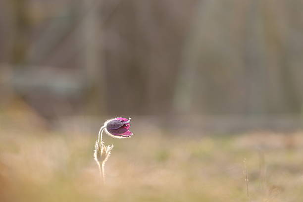 anemone pulsatilla flower in spring at sunset