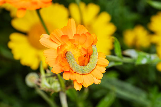 Green caterpillar on yellow calendula marigold flower macro close-up in garden, natural light, detailed texture, calendula officinalis plant, gardening stock photo image