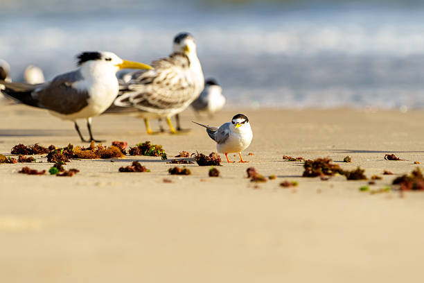 Little ternSternula albifrons with beeding adult great crested and juvenile terns in background on beach at Lennox Head Australia