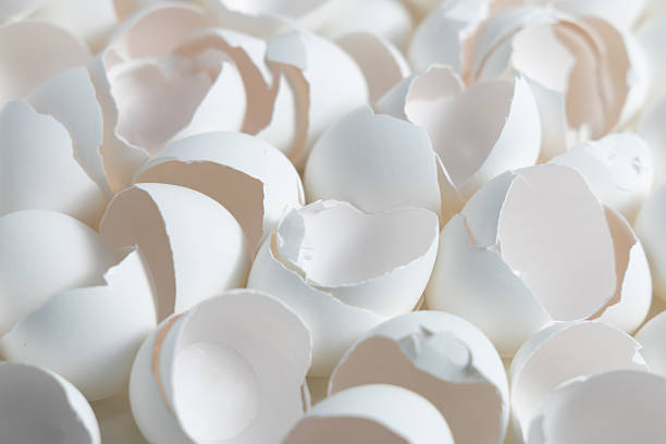 Eggshells are seen in various stages of breakage, creating a textured surface. The shells are white and vary in size. Light highlights the delicate curves and edges of each shell.
