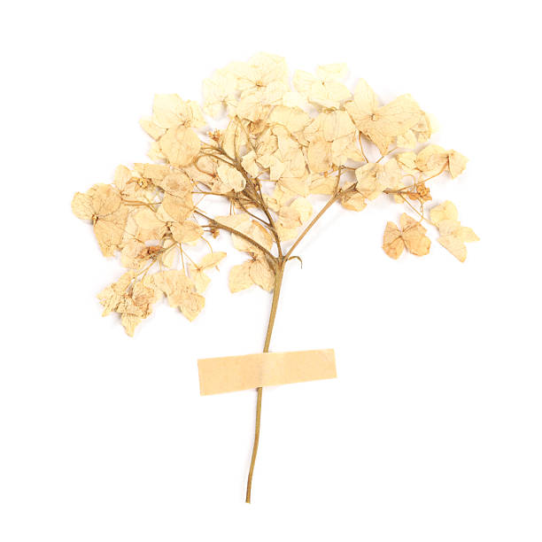 Beautiful dry hydrangea flowers with adhesive tape isolated on white