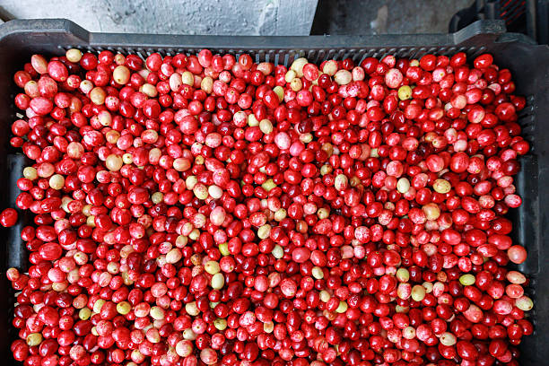 Closeup view of fresh cranberries. Harvest from the bog at big factory with processing line.