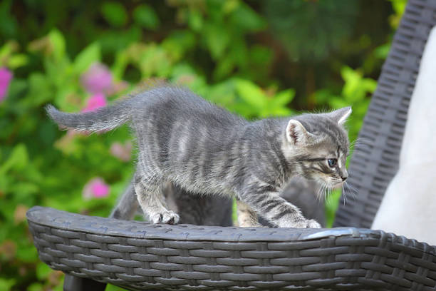 Adorable  little tabby kitten playing in the green garden