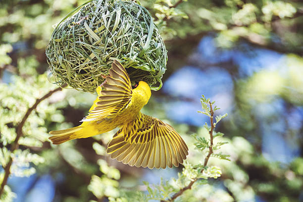 Masked weaver builds its nest in a tree in Namibia.