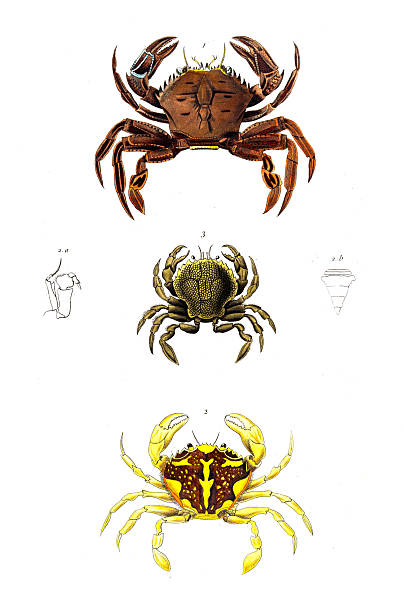 ATLAS DU NOUVEAU DICTIONNAIRE CLASSIQUE D'HISTOIRE NATURELLE ET DES PHÉNOMÈNES DE LA NATURE,D'APRÈS LES DESSINS DE MM. SAINSON ET FRIES.PARIS, A LA LIBRAIRIE CLASSIQUE ET D'ÉDUCATION DE MIe EMELIE DESREZ 1846.