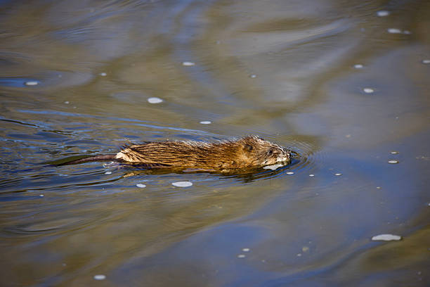 A muskrat swims in the South Platte River