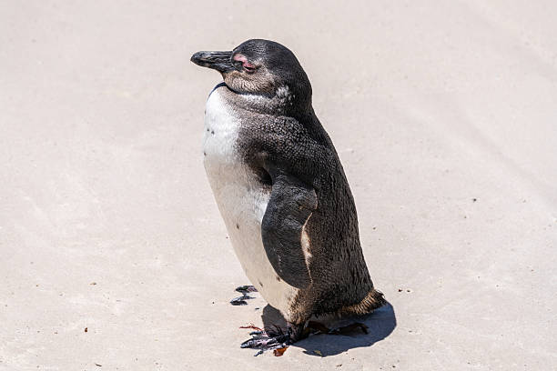 African penguin standing on sunlit sand near Cape Town, South Africa, showing black-and-white plumage and relaxed posture in a coastal wildlife scene. Natural light highlights texture and coastal habitat details.