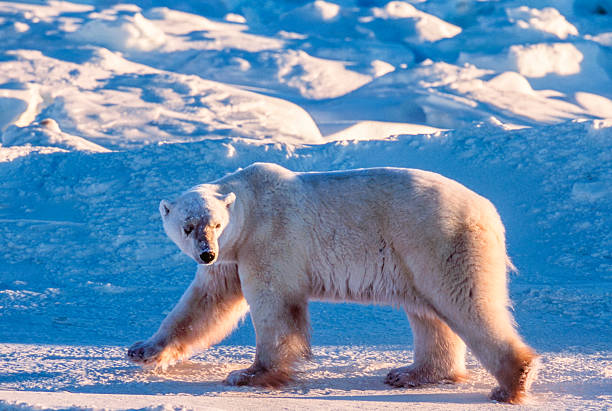 One wild polar bear (Ursus maritimus) walking on the frozen tundra along the Hudson Bay, waiting for the bay to freeze over so it can begin the hunt for ringed seals.Taken in Cape Churchill, Manitoba, Canada.