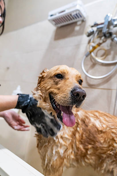 istock Golden retriever dog enjoying bath with soap foam 2261498566