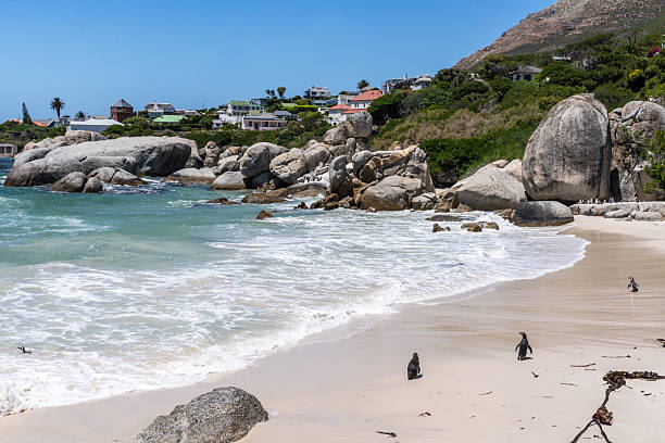 African penguins wander along a sandy shoreline with turquoise waves, granite boulders and coastal houses visible on the hillside near Cape Town, South Africa, evoking calm, nature and seaside travel.