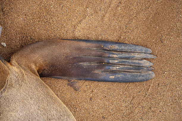 Seal at the Cape Cross Seal Reserve on the Skeleton Coast in Namibia