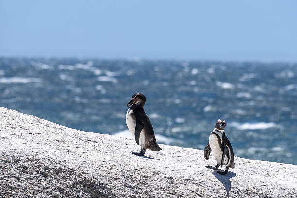 Couple of Jackass penguins looking up at the sky from a rock